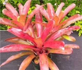 Giant Fireball Bromeliad Live Plant Cascading Tropical