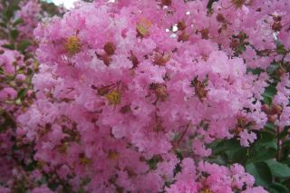 ses tiges font du lilas en buisson un immense bouquet