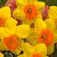 DAFFODIL BULBS YELLOW ORANGE VERY FRAGRANT FLOWERS SUN OR SHADE 