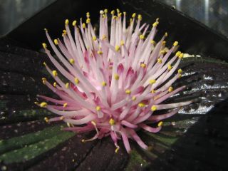 Massonia pustulata facinatng fragrant RARE bulb urchin hyacinth 