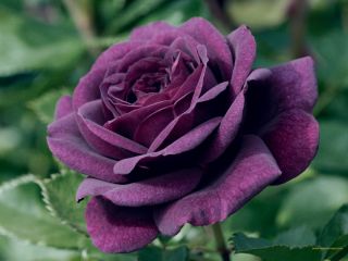 ª˜¨¨¯¯¨¨˜ª¤ Purple Rose 5 Seeds AL1985SC Rose Bush ¤ª 
