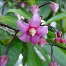 An erect shrub to 5 m tall often with red tinged branches. Its leaves 