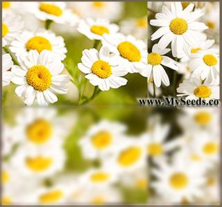 Pyrethrum Daisy Seeds Kill Bugs Insects Nature Organic