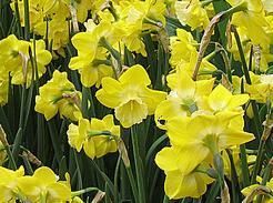 10Narcissus INTRIGUE~Fragrant Jonquil/Daffodil Bulbs~White & Yellow 