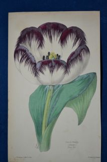    hand Colored Botanical James Andrews Floral Magazine 1860