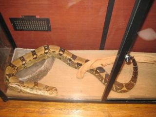Hybrid Huge Reptile Tank Enclosure Large Cagesbydesign Snake Lizard 