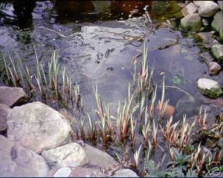 Acorus Calamus Variegated Sweetflag 1 Plant Water Pond