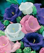 Perennial Campanula Bell Flower Cup and Saucer Canterbury Bells 100 