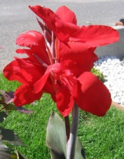 Indian Shot Canna Lily Gorgeous in Garden Annual Seeds