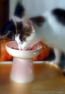 Raised Pottery Classy Cat Dog Dry Food Dish Water Bowl Pink