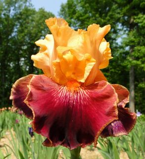 Tall Bearded Radar Love Iris Orange and Red 09 Perennial Rhizome Bulb 