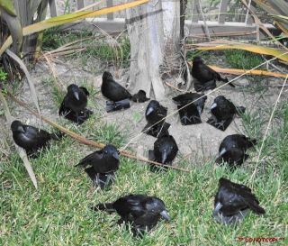   Crows Ravens Halloween Display Props Decorations Indoor Outdoor