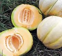Cantaloupe Edisto Non GMO Heirloom 10 Vegetable Seeds
