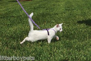 Come with Me Kitty Harness Bungee Leashes Cat Kitten