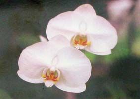 phalaenopsis%20orchid%20main%20sm