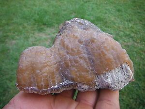 Fossilized Coralized Coral Agate Chalcedony Florida