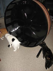 CAT WHEEL pet cat exercise wheel toy furniture Bengal Ocicat Ferret 