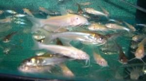 Mixed Lot Albino and Blue Channel Catfish Live Koi Pond Fish Free SHIP 