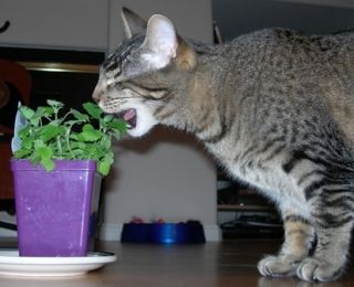HERB SEEDS CATNIP 50 Seeds Yummy Treat 4 Kitty Easy To Grow, High 