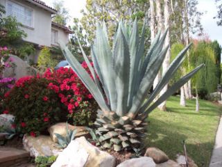 Agave Plant   Agave Americana 6 9 Inches Long