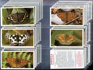 Tobacco Card Set Doncella British Butterflies Butterfly Photos