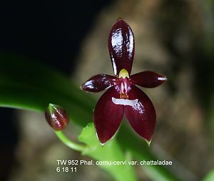 Phalaenopsis cornu cervi fma Chattaladae A red form cornu cervi