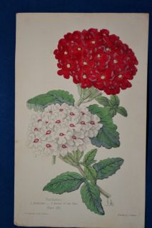 Verbenas 2 Hand Colored Botanical James Andrews Floral Magazine 1860 