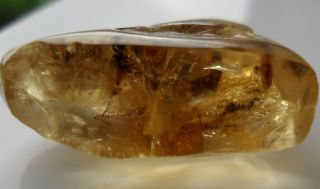 Rare   Fossil Juvenile CHAMELEON Lizard Reptile Ancient Copal Amber 