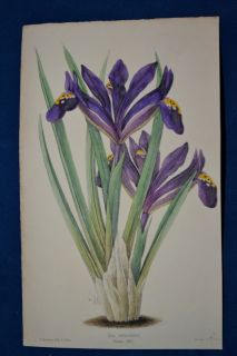 Iris.  Hand Colored Botanical. James Andrews, Floral Magazine. 1860.