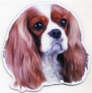 cavalier king charles spaniel great magnet for proud dog owners or 