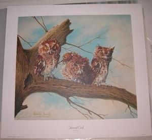   Owls, Red Phase, Asio otis, Print by Charles Frace , 1975, mint