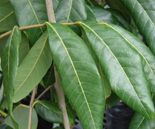Dragon Eye Longan Tropical Fruit Tree Dimocarpus Longan 3 Live 