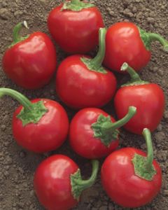 100 Large Red Hot Cherry Pepper Seeds 70 Days