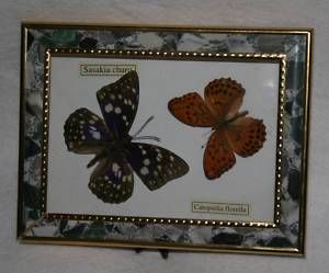 Beautiful Butterflies Sasakia charo Catopsilia f