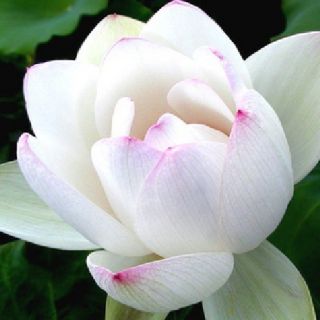 Pcs Chinese Lotus Seeds Nelumbo Nucifera White Water Lily Pond Plant 