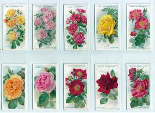 Complete Set of Fifty 99 Year Old Rose Painting Cards