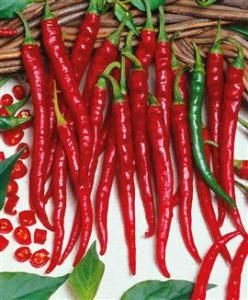 500 Hot Cayenne Long Slim Chili Pepper Seeds Peppers