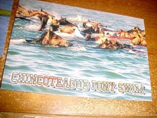 Misty Stormy of Chincoteague Horse Pony Swim 2 Never Used Postcards 