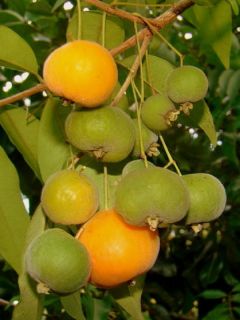 Uvaia RARE Ornamental Brazilian Fruit Tree Uvalha Eugenia Pyriformis 5 
