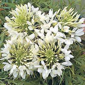 Giant White Queen Cleome Spider Flower Seeds Bulbs