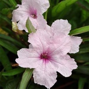  Ruellia Southern Star Pink Live Flower PlantS Plugs Gardens Landscapes