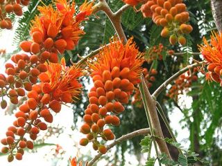 Colvillea racemosa COLVILLES GLORY, Spectacular Tropical Flowering