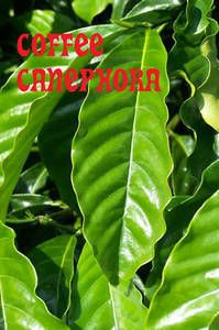 10 Coffea Canephora Coffee Beans Robusta Plant Seeds