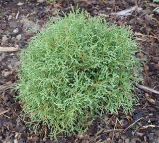 THREE Linesville Arborvitae. Dwarf Conifer