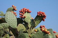 Fresh Seeds Opuntia Ficus Indica Indian Fig Opuntia Barbary Fig