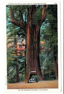 Chandelier Drive Thru Tree at Underwood Park Redwood Highway