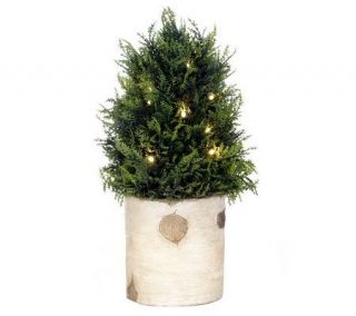 BethlehemLights BatteryOperated 15 Cedar Tree in BirchPlanter with 