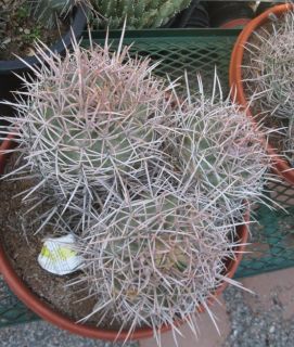 Echinocactus Polycephalus Mojave Cotton Top Cactus 56
