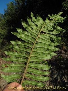 Image of Blechnum chilense (Costilla de vaca / Quilquil / Palmilla)