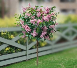 Cottage Farms Chinese Ornamental Lilac Tree —